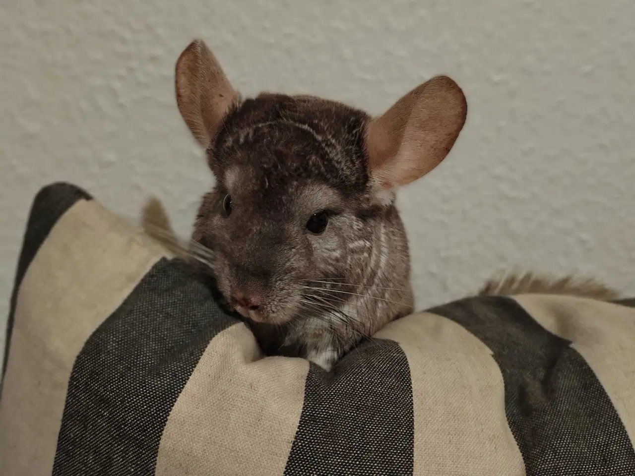 Billede 3 - Maui 7 mdr. 🐿️
