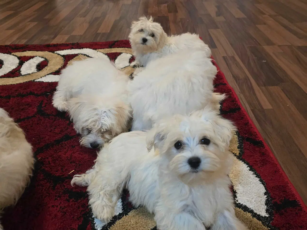 Billede 7 - Bichon malteser søger nyt hjem 