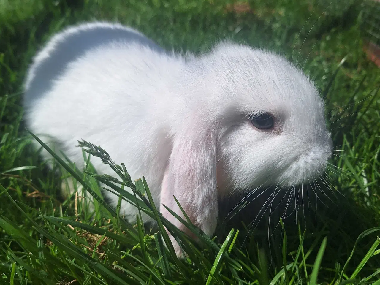 Billede 3 - Mini lop kanin 