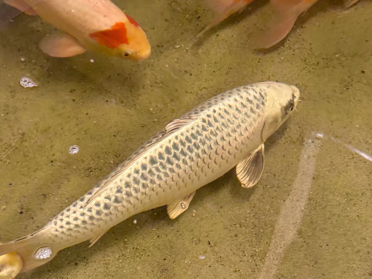 Billede 2 - Koier til salg 