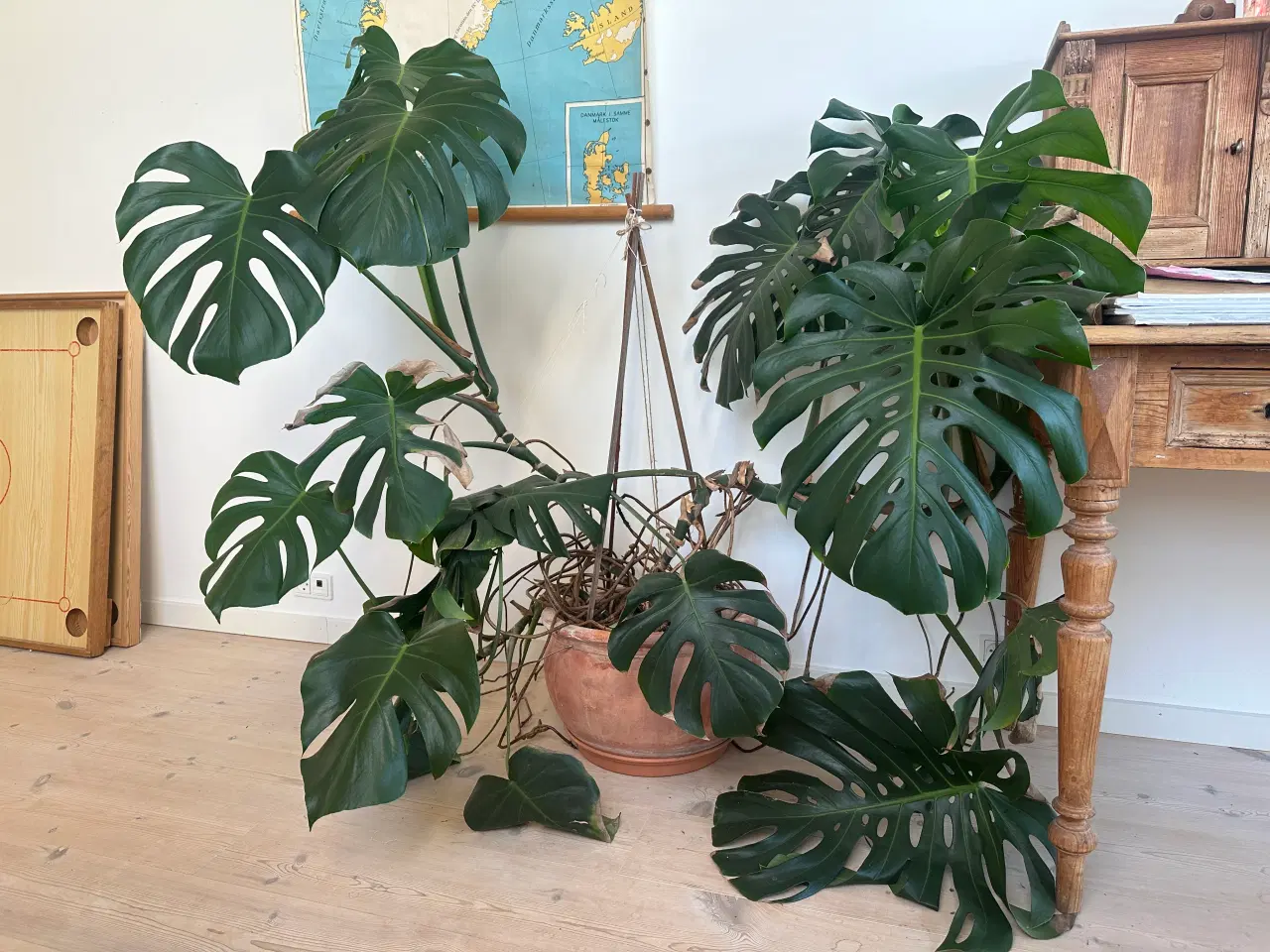 Billede 1 - Stueplanter