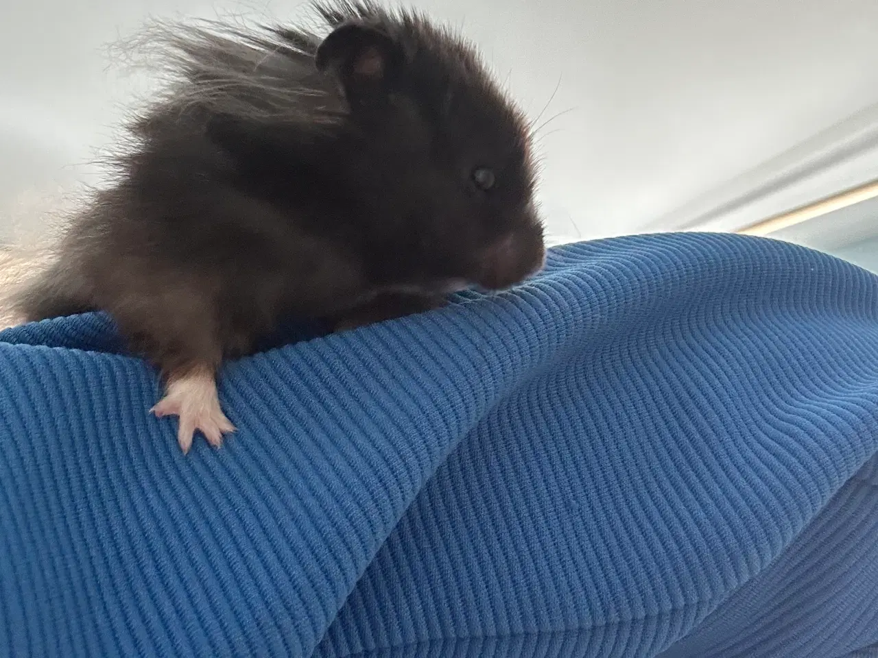 Billede 5 - Guldhamster + bur