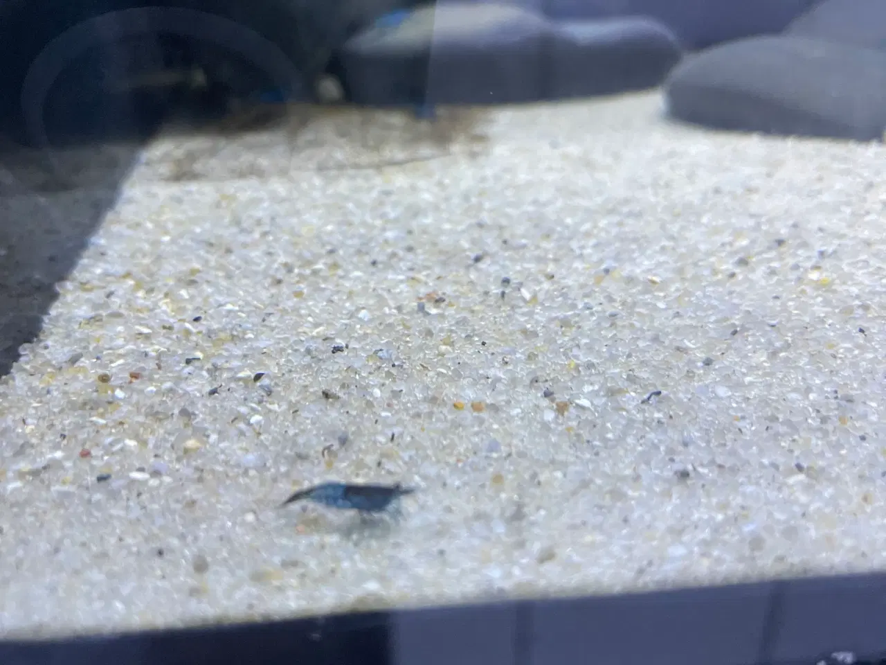 Billede 2 - Blå rejer. 