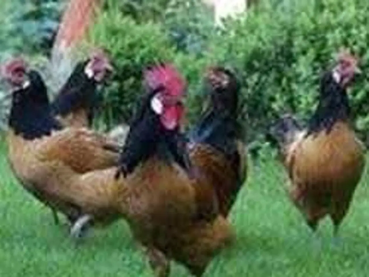 Billede 1 - VORVERK HØNS 18 uger