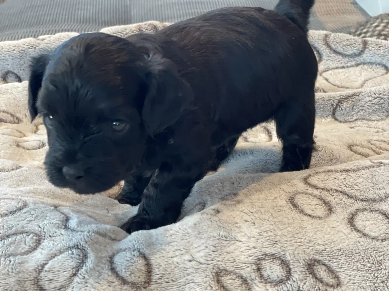 Billede 4 - Yorkipoo hvalpe-klar til nyt hjem uge 7