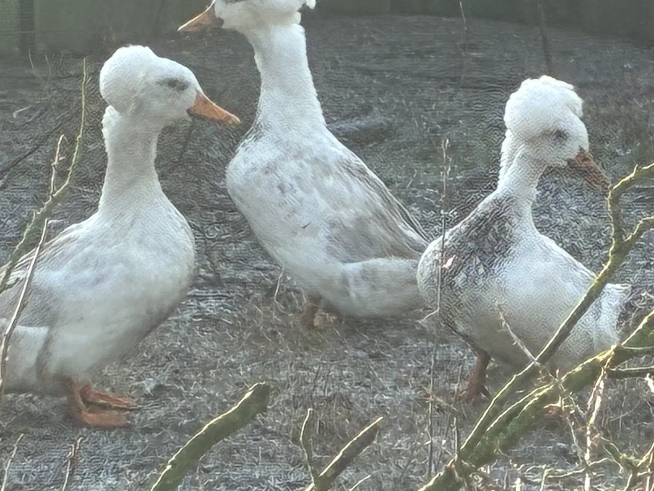 Billede 2 - Kejserænder