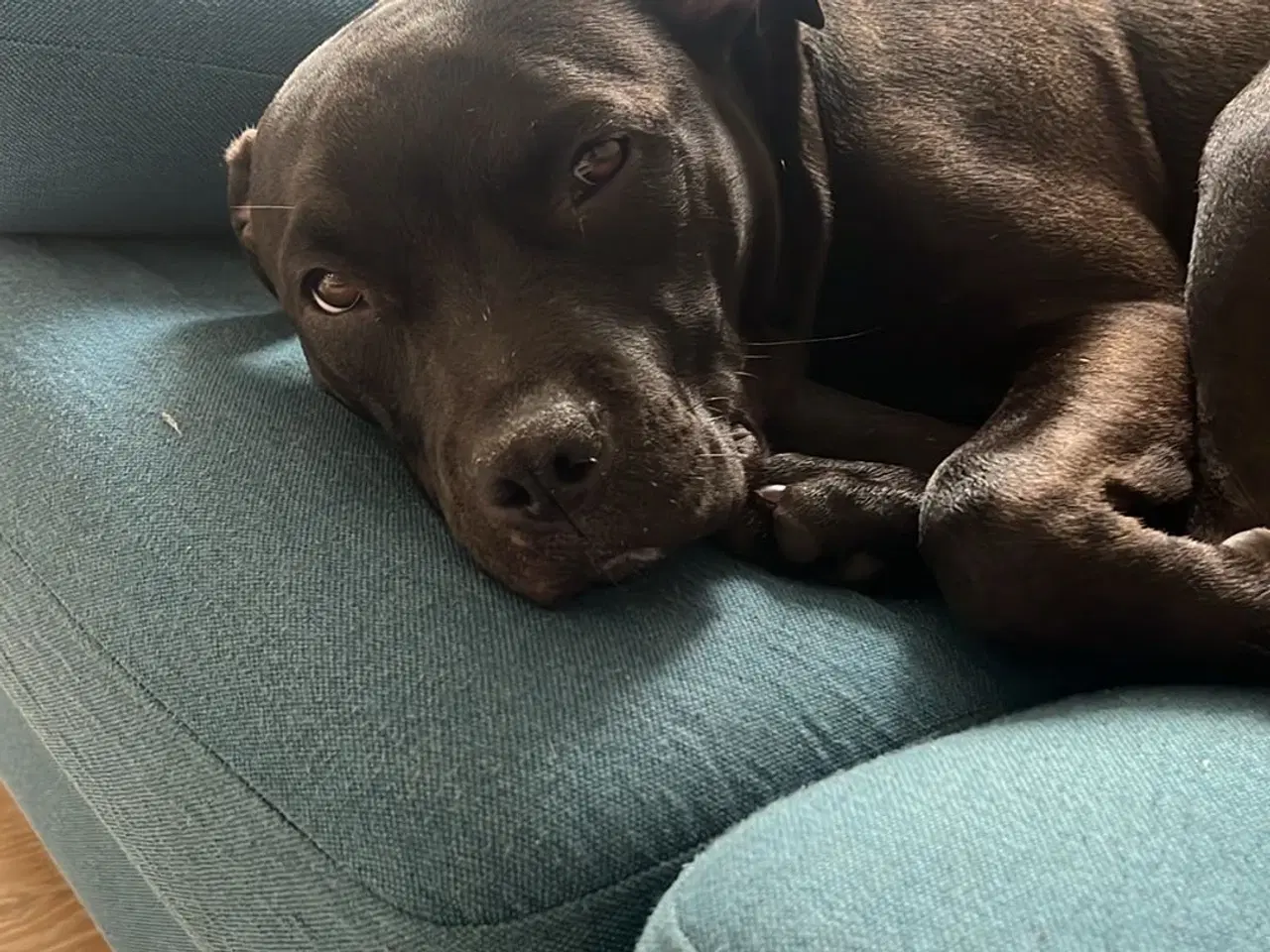 Billede 2 - Skøn hund søger nyt hjem 