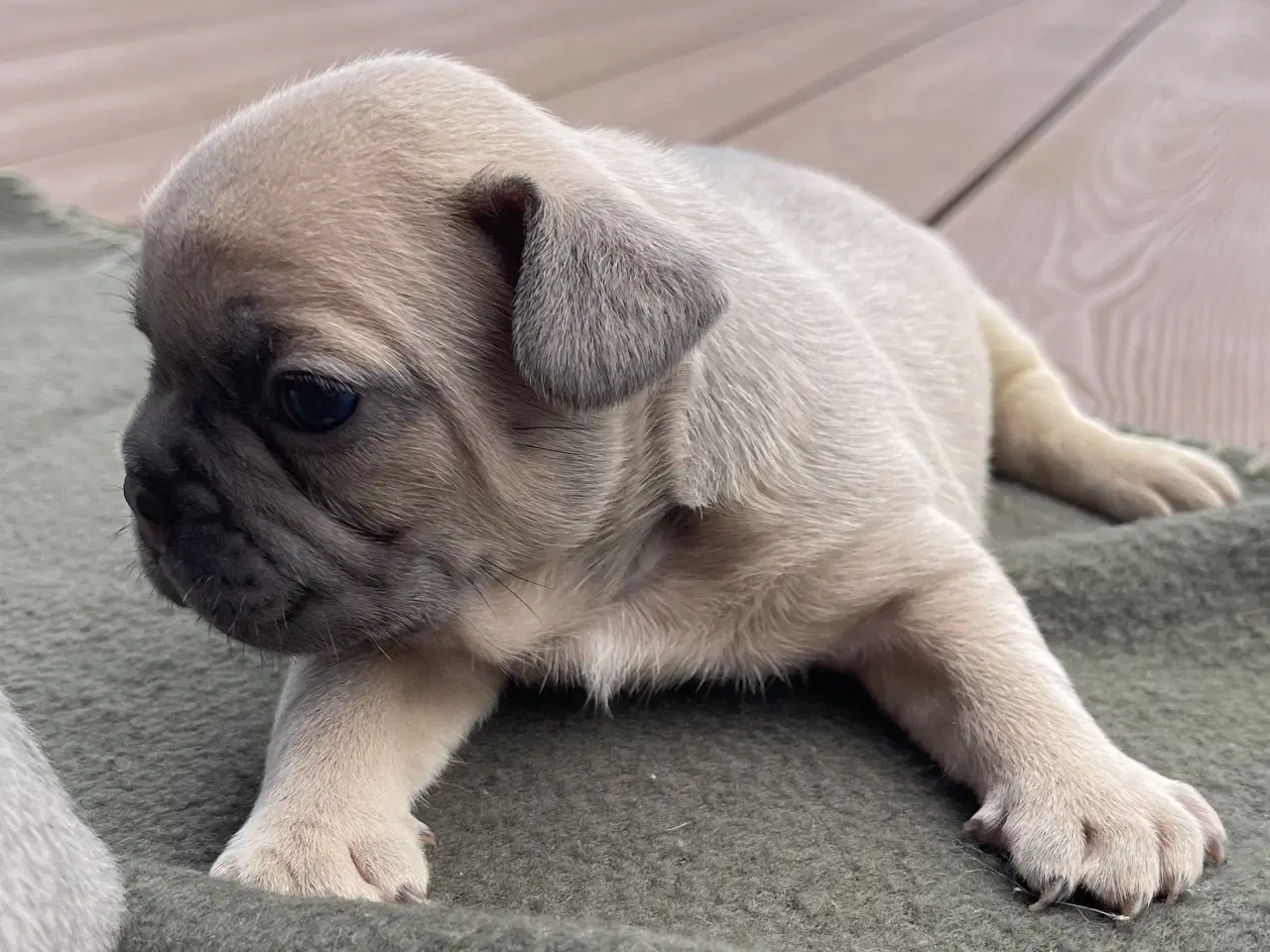 Billede 13 - Fransk bulldog hvalpe