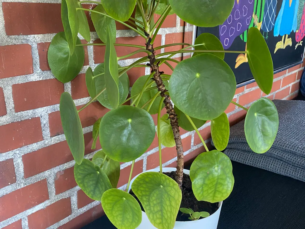 Billede 2 - Pilea 