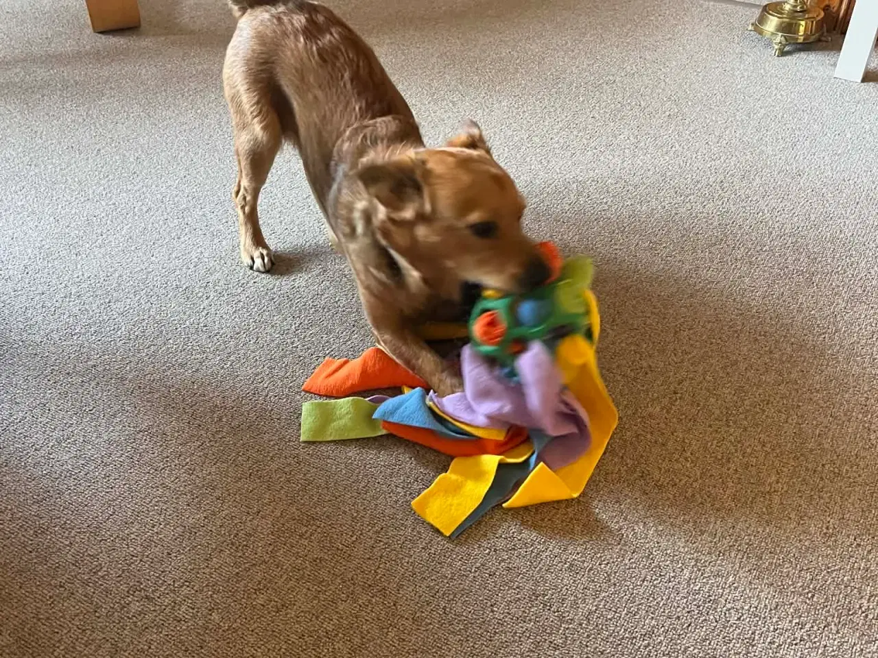 Billede 4 - Sødeste Nino leder efter ny familie 🩵