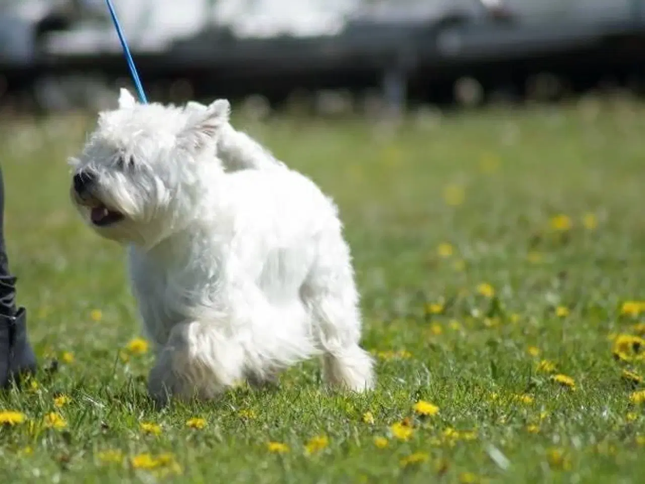 Billede 8 - West Highland White Terrier hvalpe