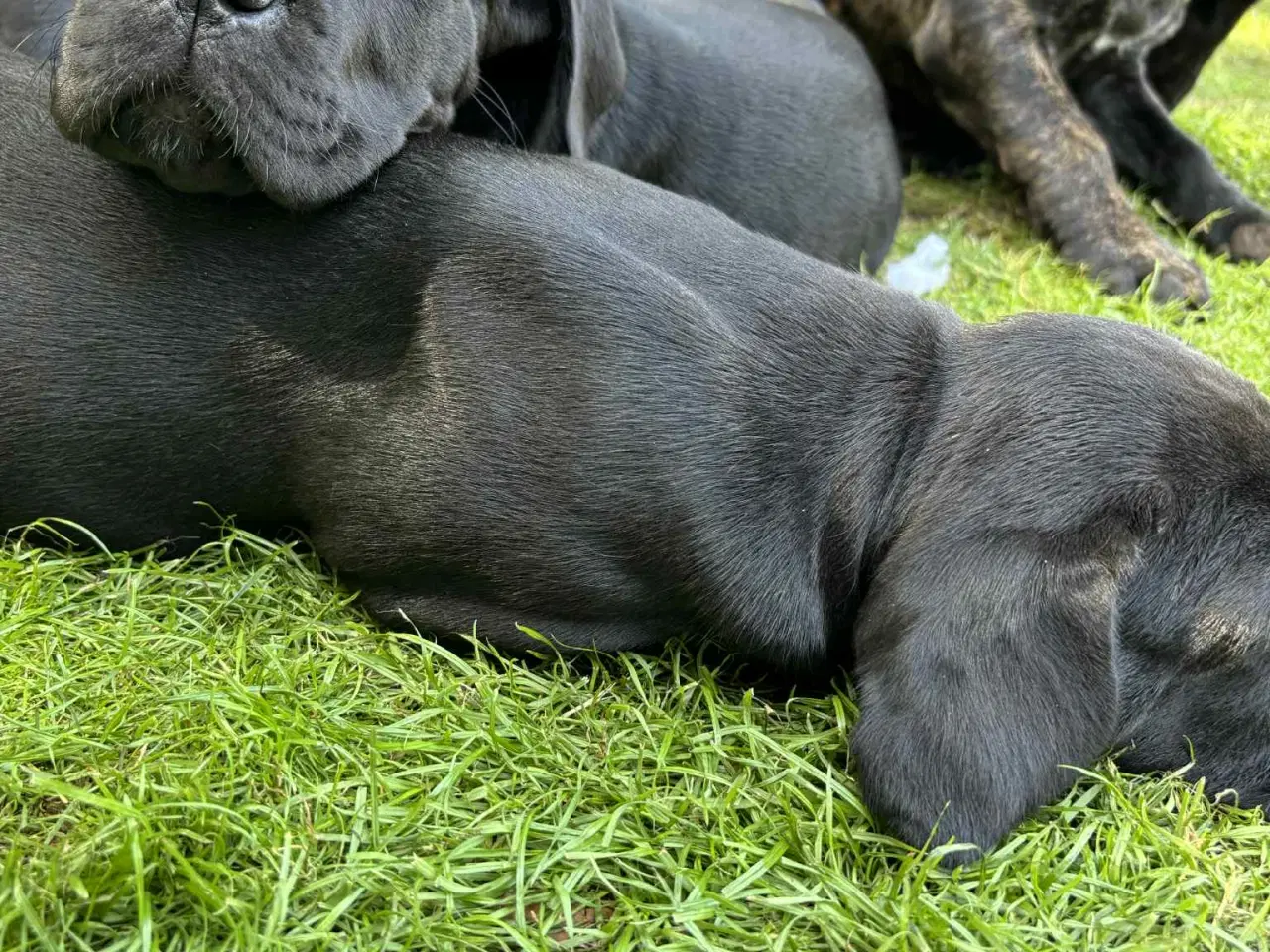Billede 16 - CaneCorso hvalpe