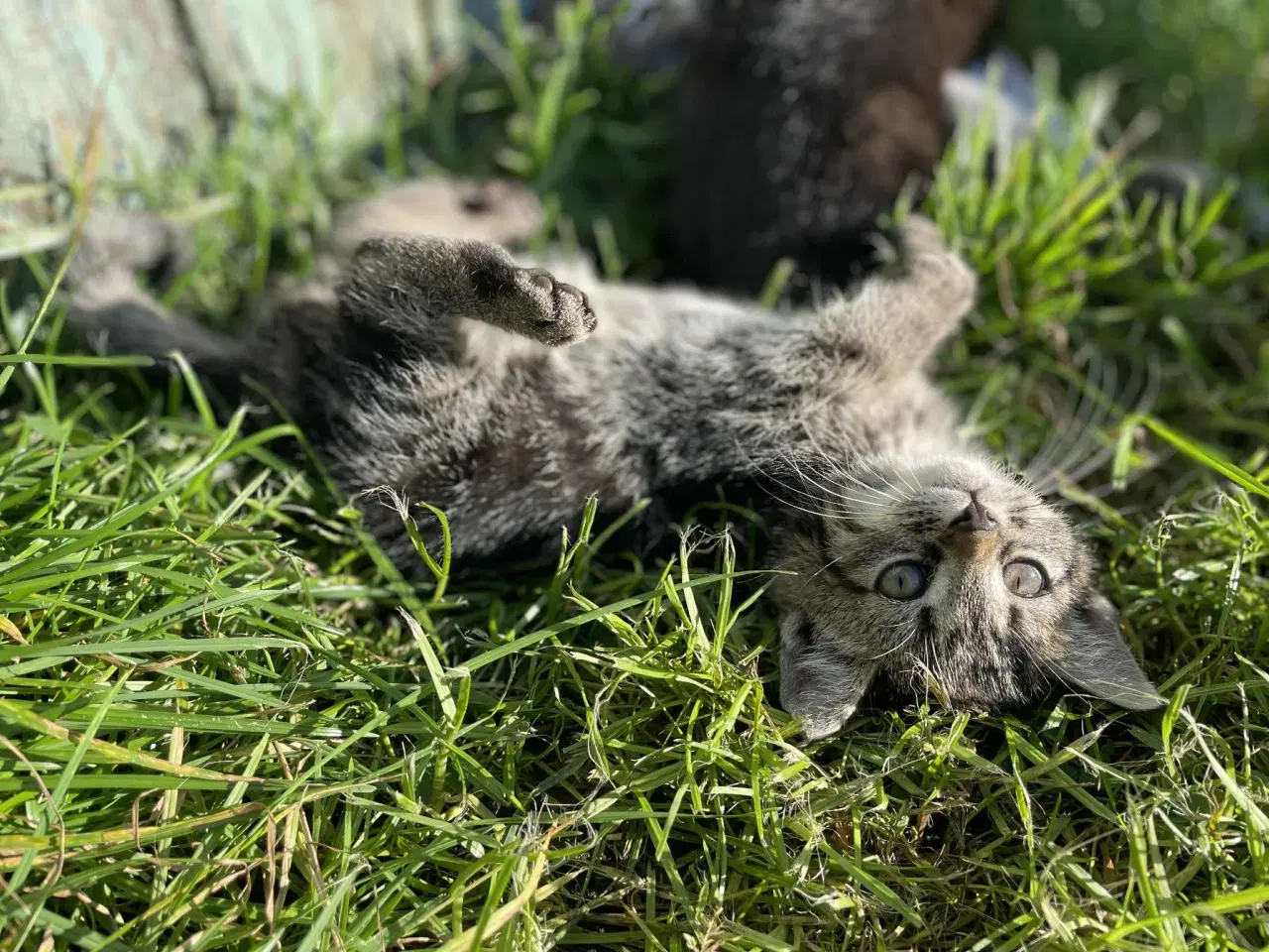 Billede 5 - Søde killinger