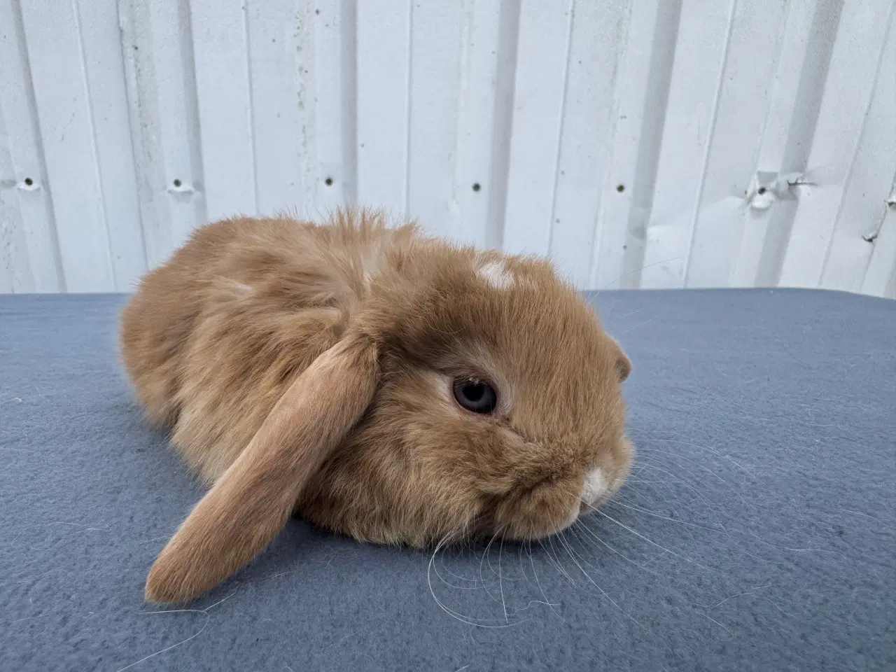 Billede 5 - Dværgvædder hankanin