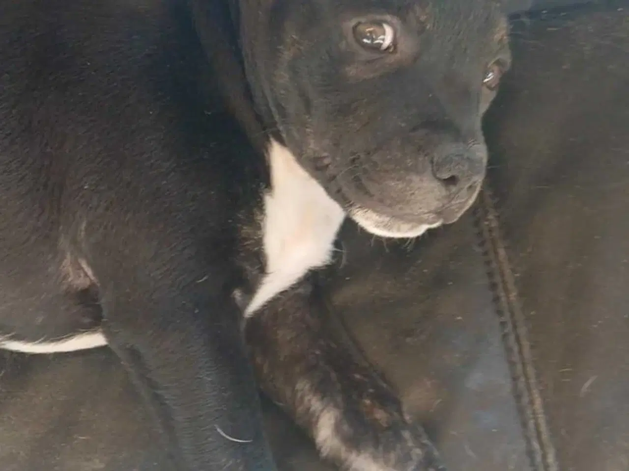Billede 4 - Staffordshire bull terrier hvalp han 