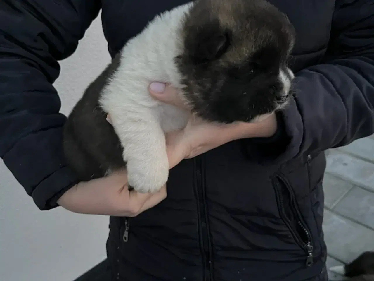 Billede 2 - Hundehvalpe Akita American 