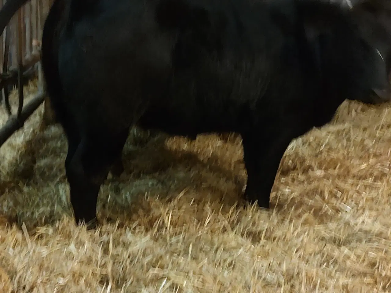 Billede 1 - Kødkvægskalve