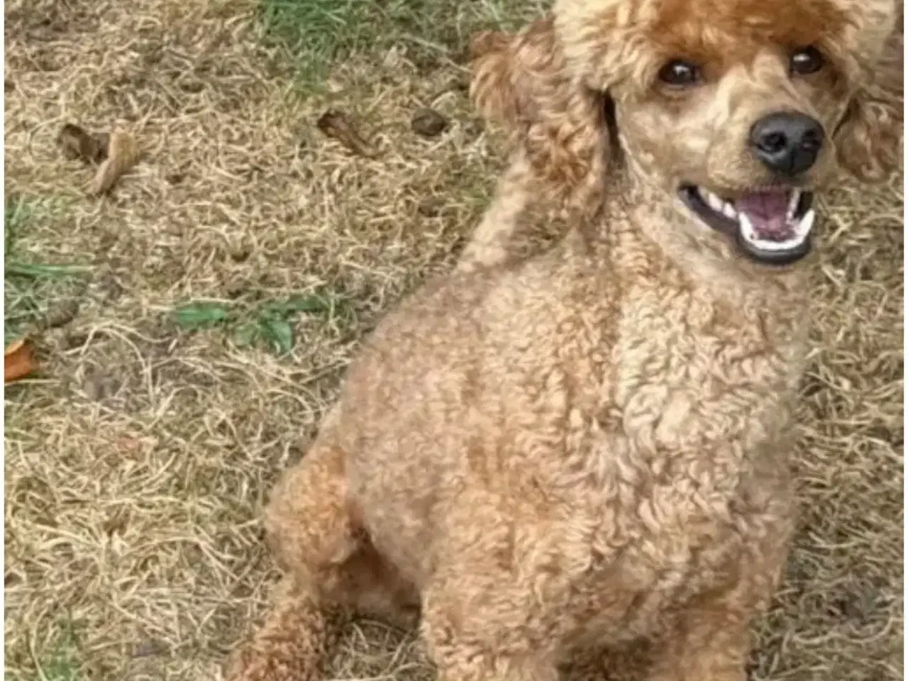 Billede 1 - Skøn mellem puddel dreng