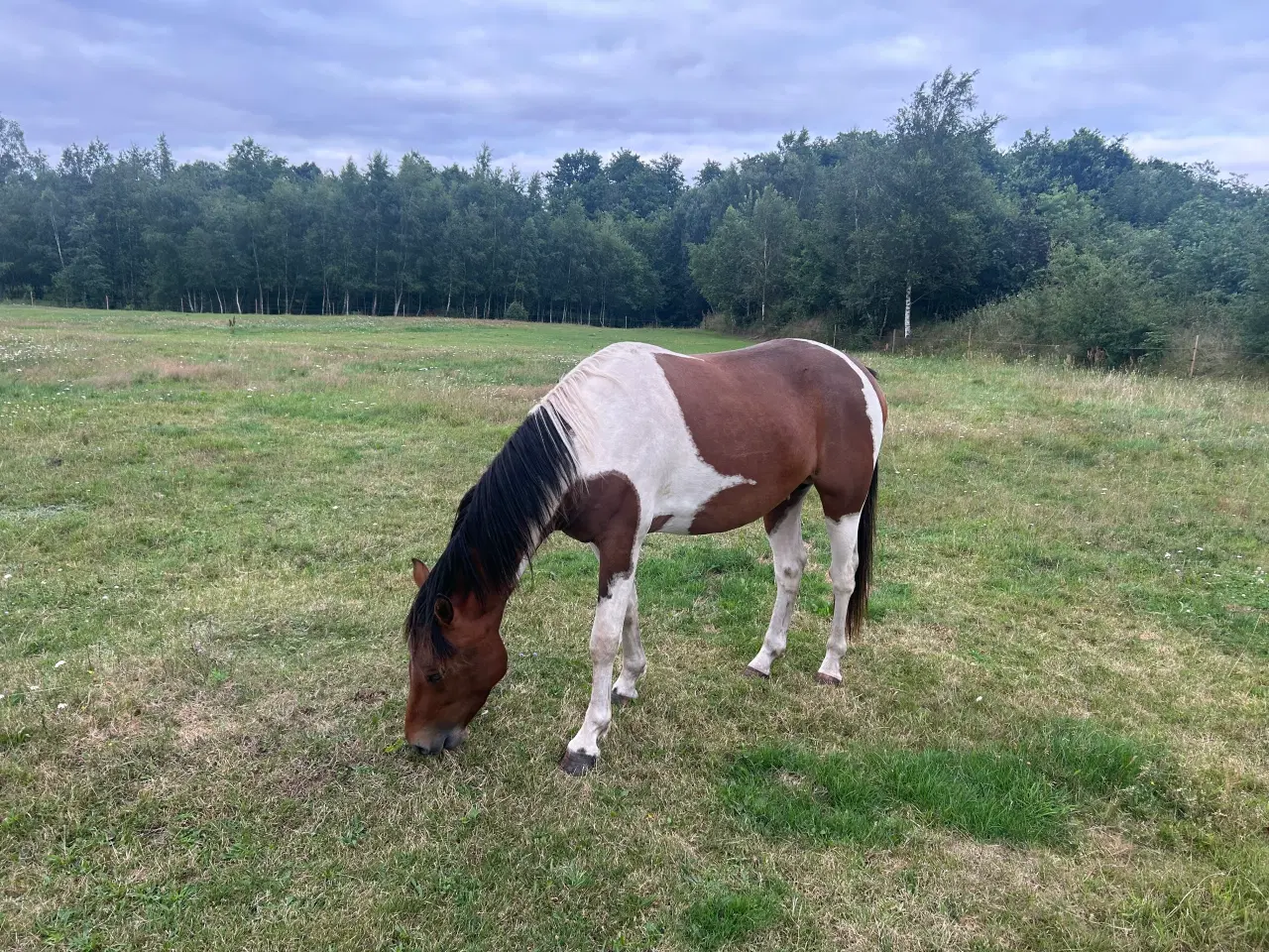 Billede 2 - Pinto hingst