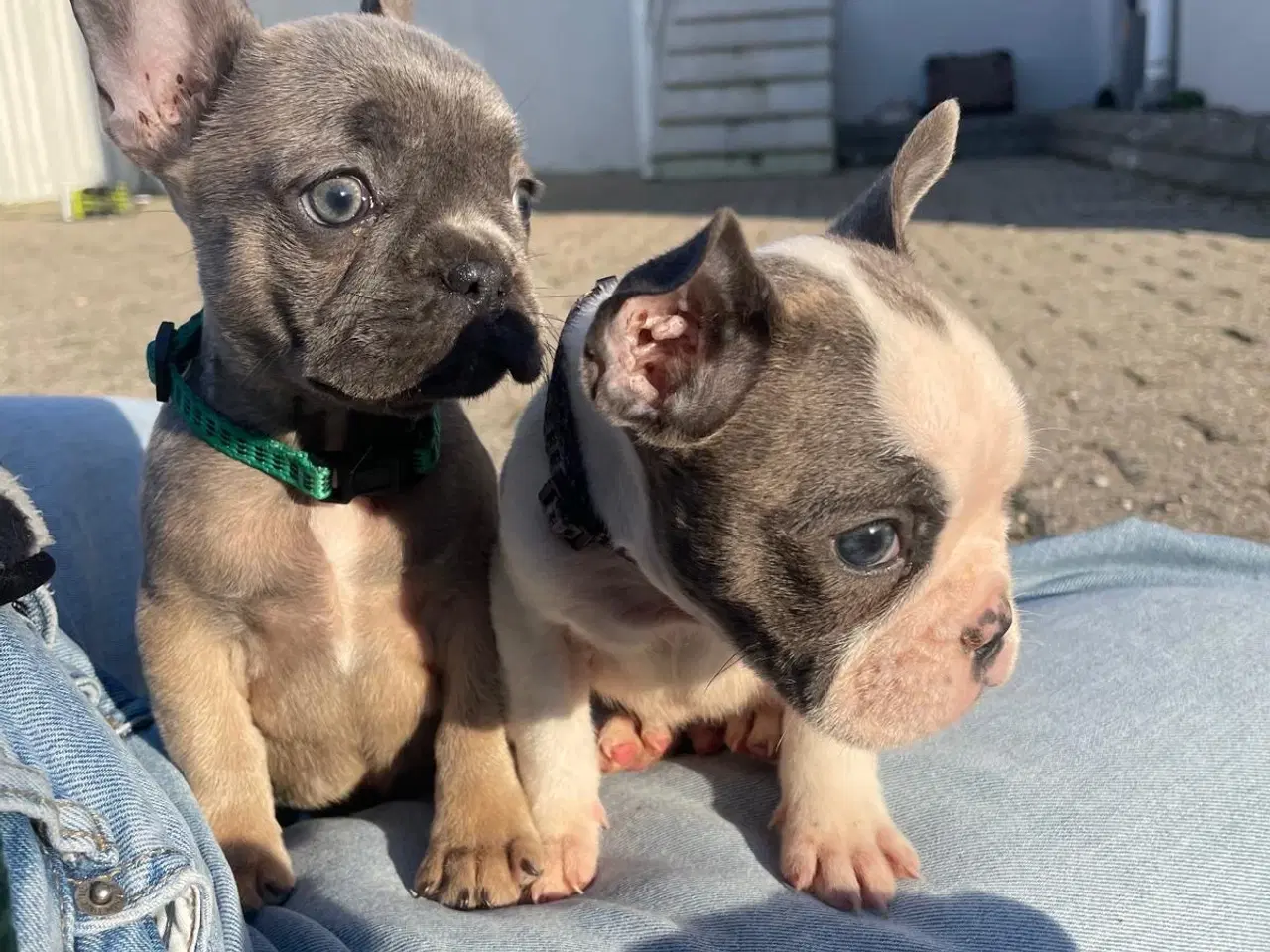 Billede 6 - Fransk Bulldogge Hvalpe