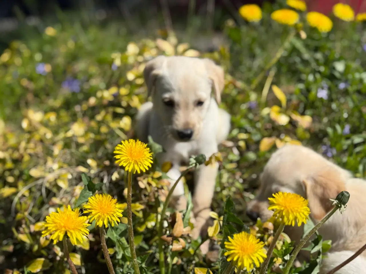 Billede 4 - Golden Retriever x Hvid Schæfer – Kun 2 tilbage 