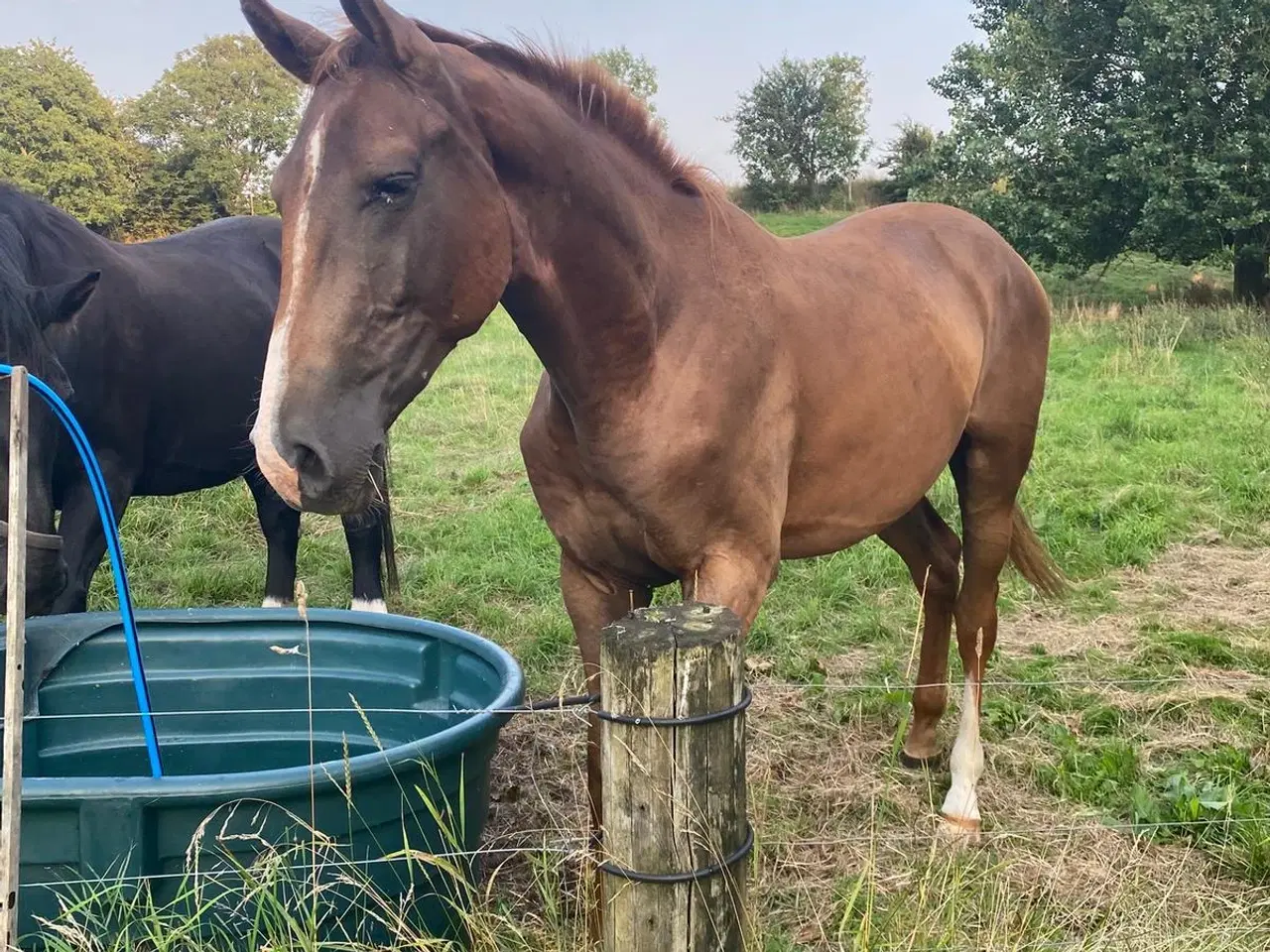 Billede 2 - Rå stor vallak 