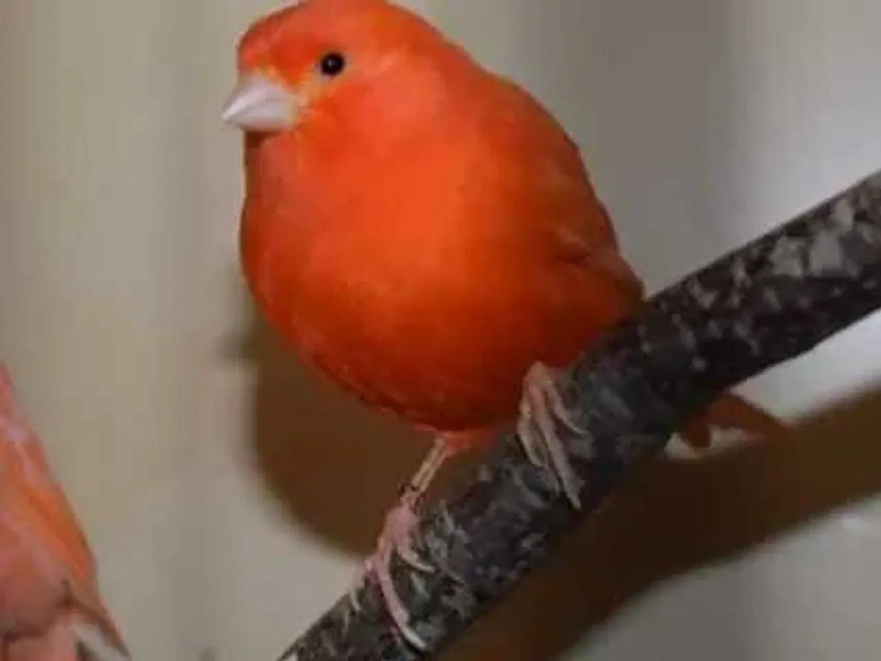 Billede 1 - Rød kanarie fugl han købes