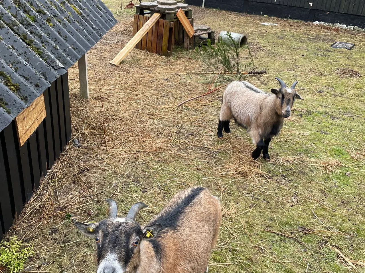 Billede 2 - Dværg geder
