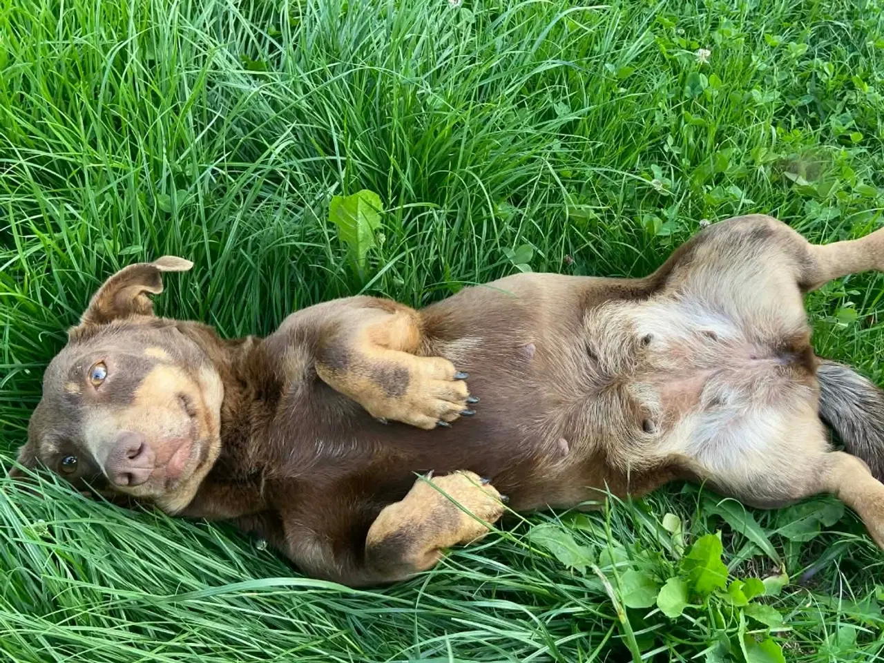 Billede 2 - Gravhund tæve