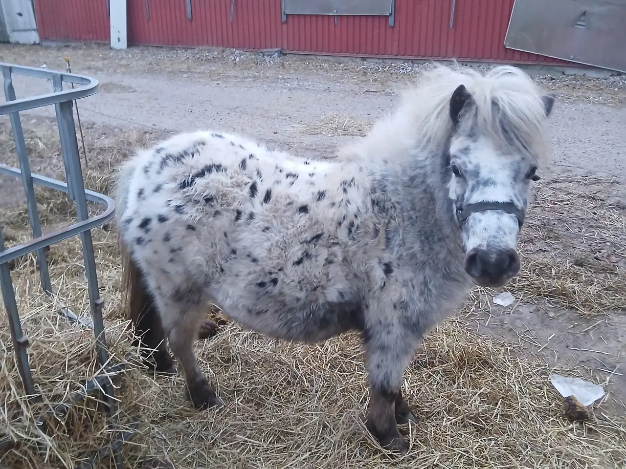 Billede 1 - Ponyer søger nyt hjem.