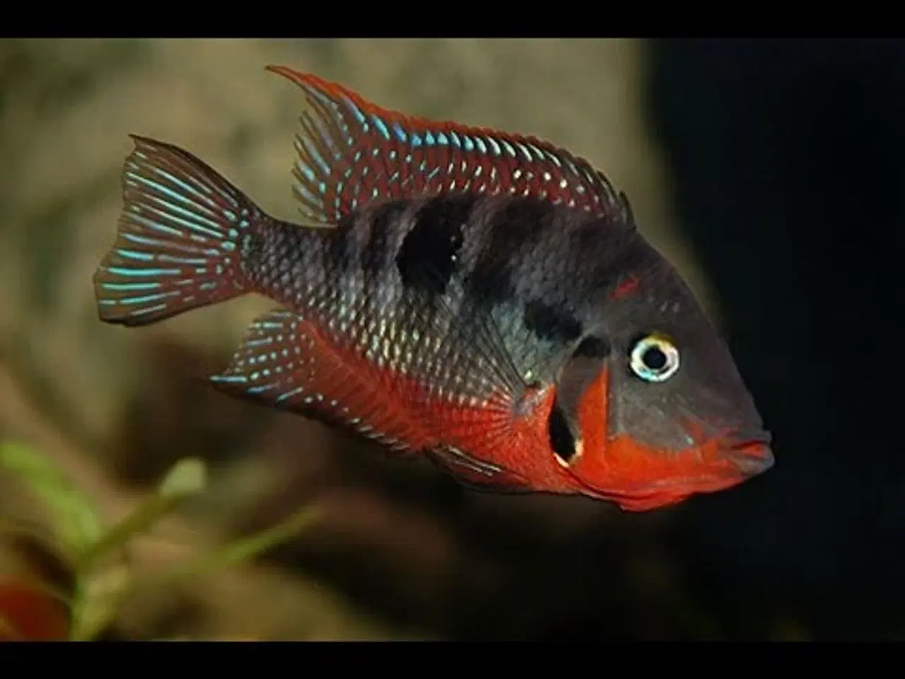 Billede 10 - Flotte akvariefisk og foder