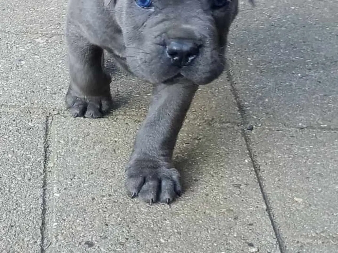 Billede 1 - Cane Corso Italiano hvalp 