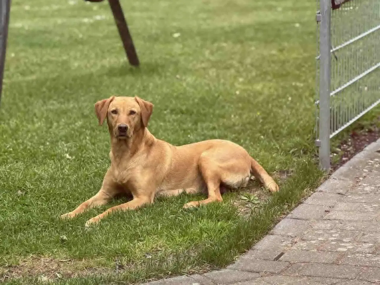 Billede 1 - Labrador retriever hvalpe med stamtavle.