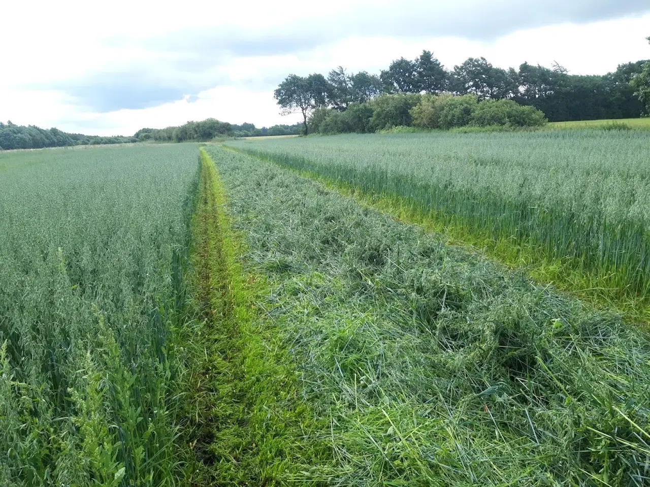 Billede 2 - Havrewrap med analyse, lav sukker