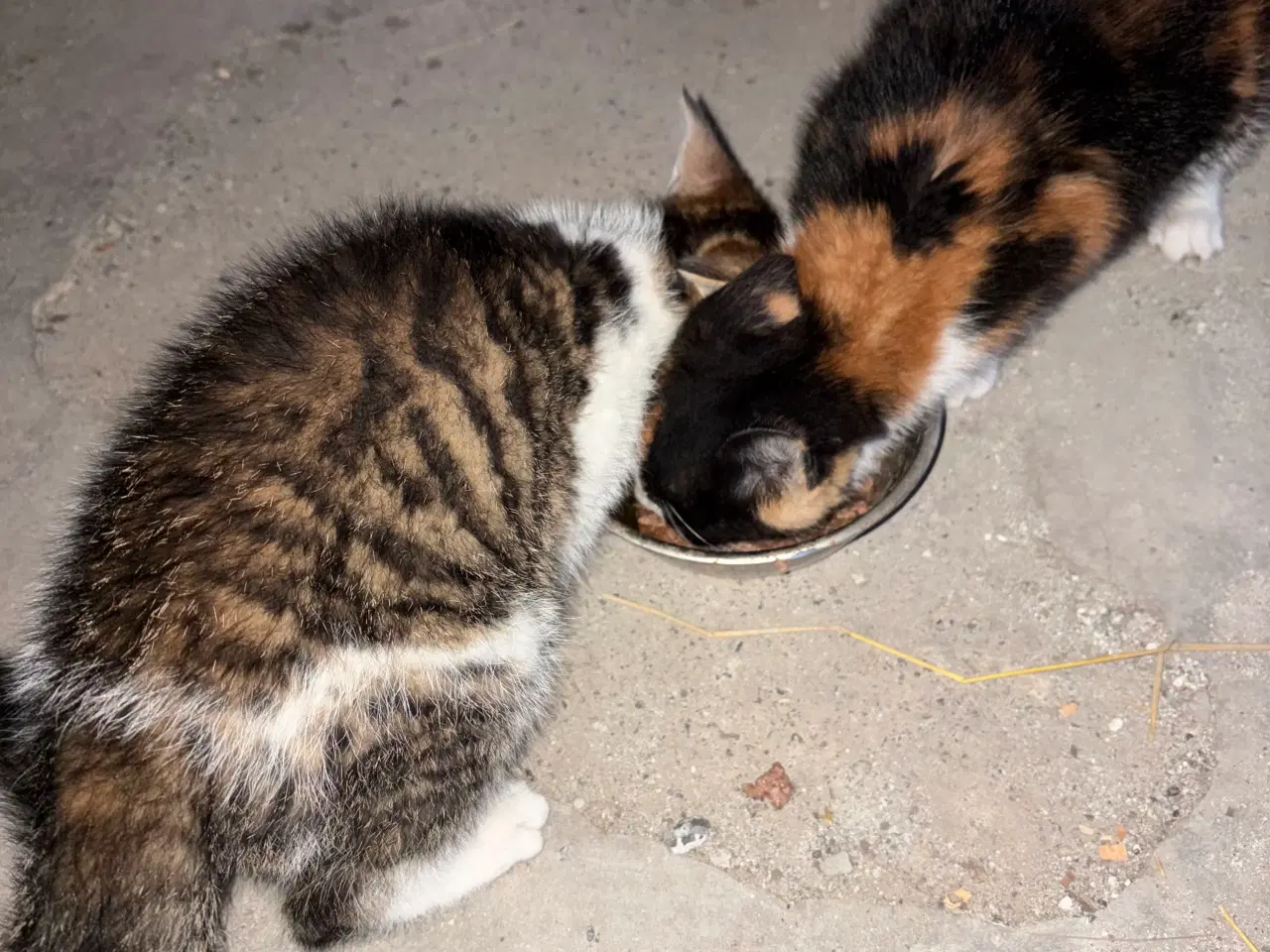 Billede 7 - 2 kattekillinger