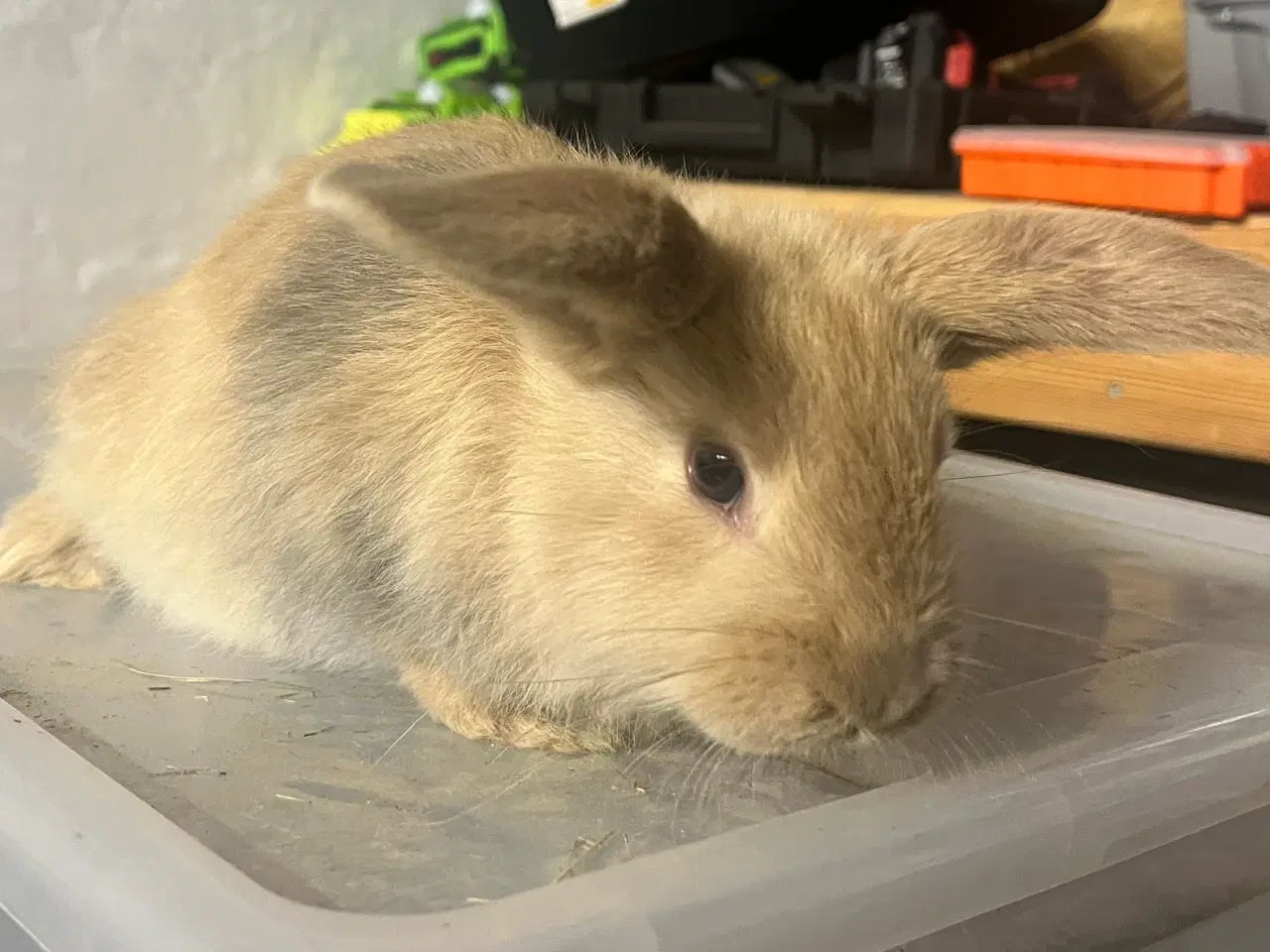 Billede 7 - Blandingskaniner af Fransk Vædder/Løvehoved 