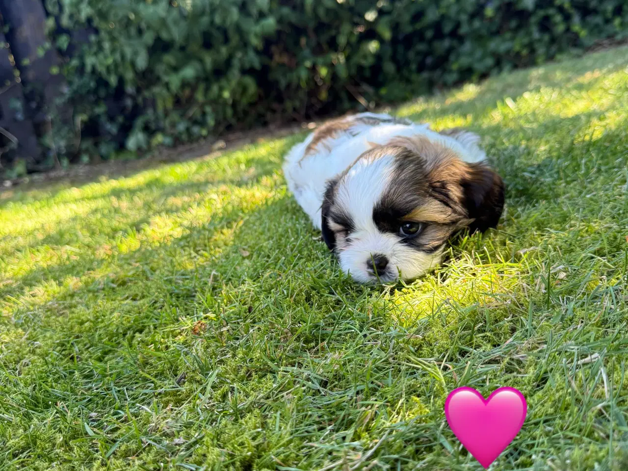 Billede 12 - Shih Tzu hundehvalpe søger nyt hjem (2 stk.)