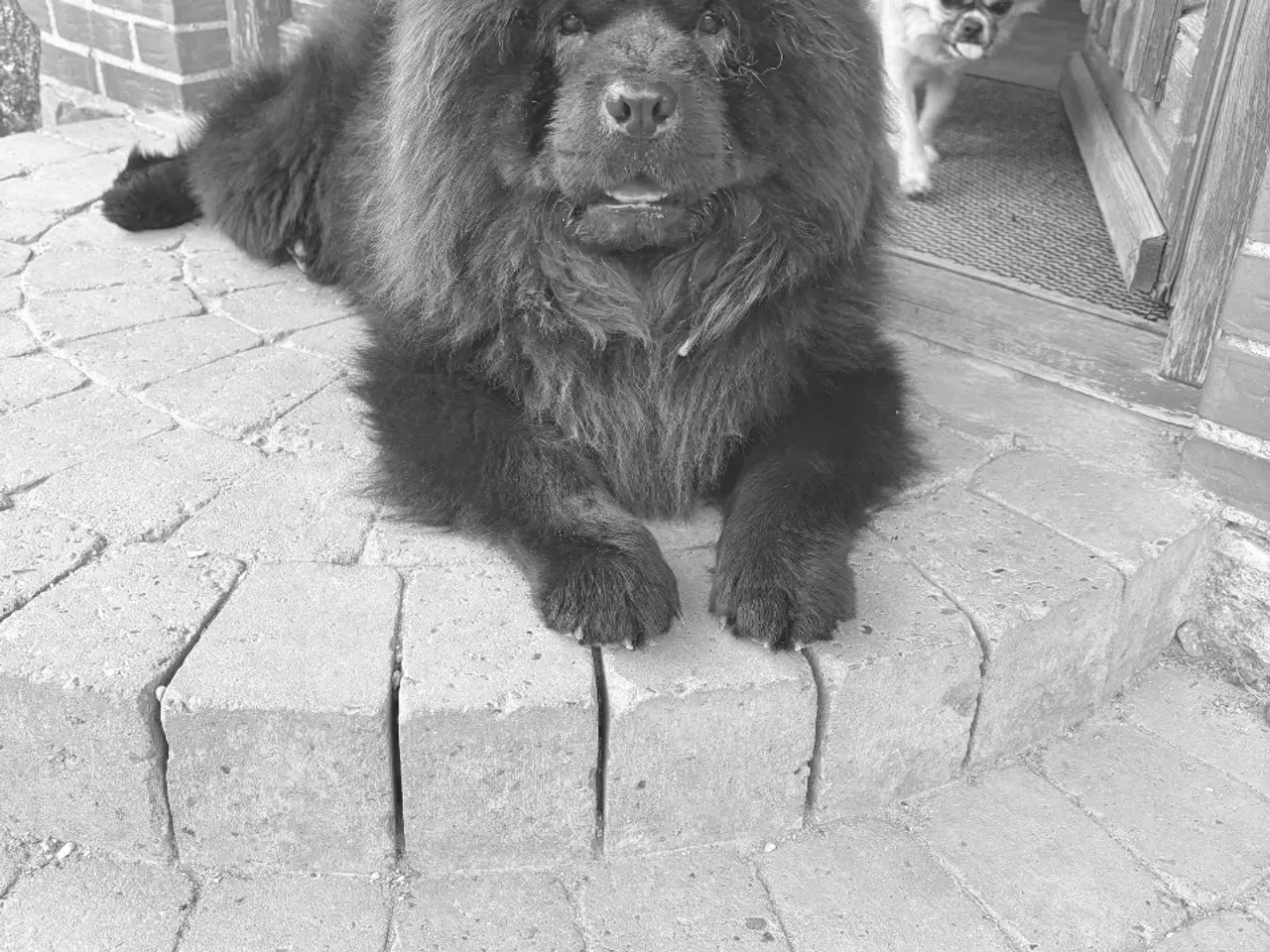 Billede 1 - Chow Chow hvalpe 