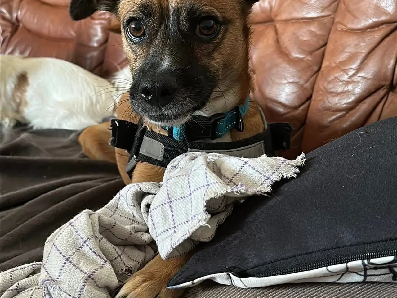 Billede 11 - Hund søger nyt hjem 
