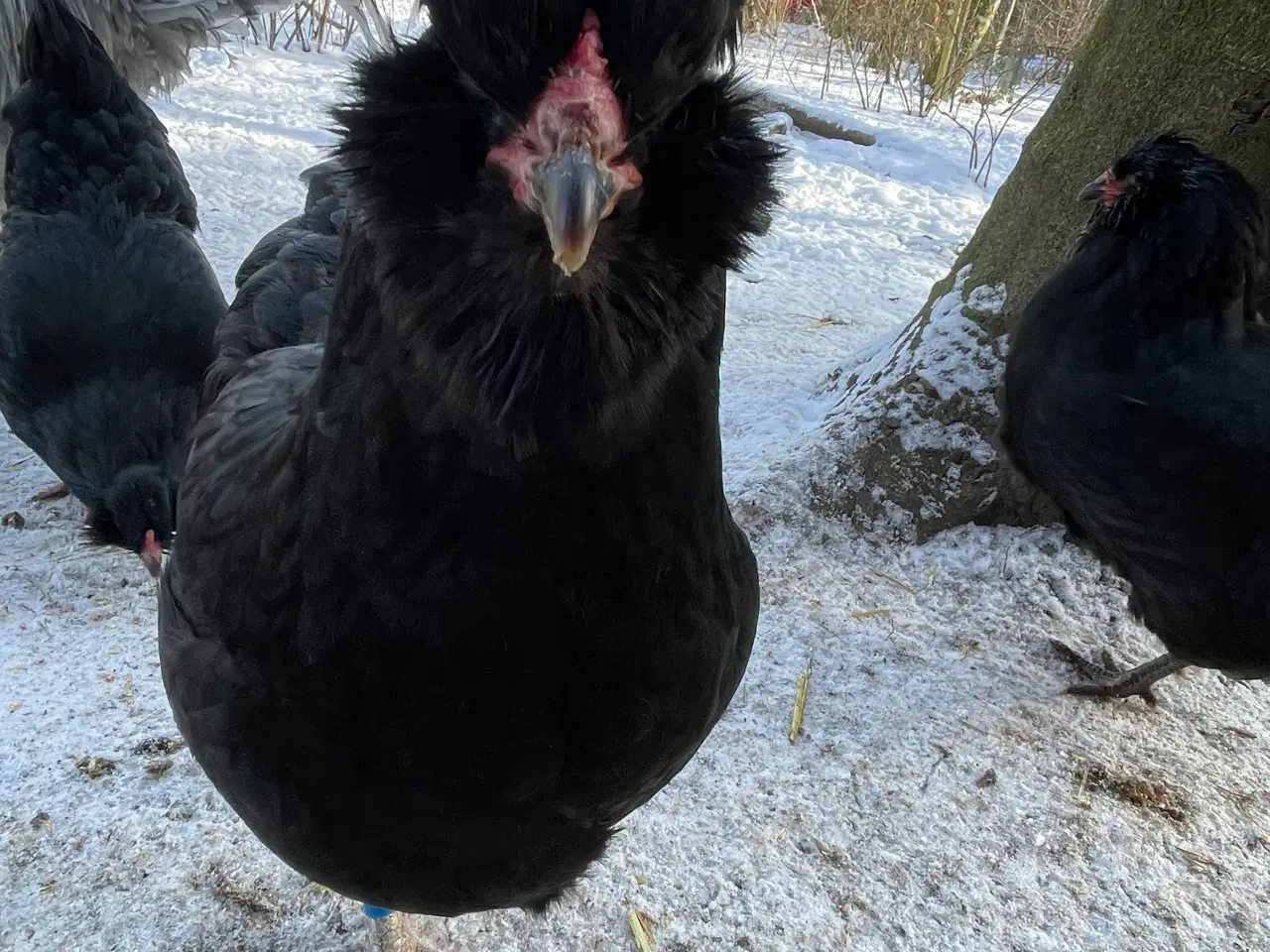 Billede 12 - Engelsk Araucana hønekyllinger 