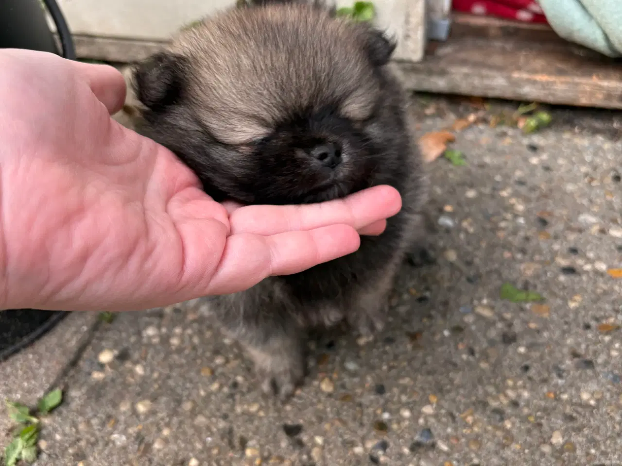 Billede 2 - 2 Pomeranian hvalpe