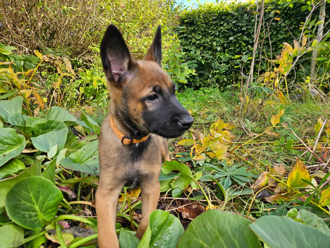 Billede 5 - Belgisk Malinois - Hvalpe - med stamtavle