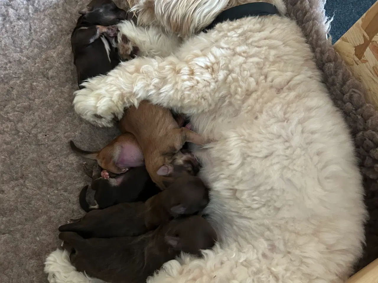 Billede 5 - Bichon havanais hvalpe