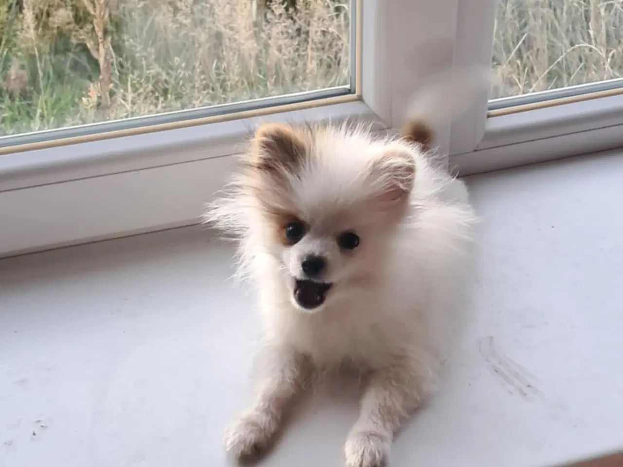 Billede 2 - Pommeranian hvalp 1 dreng til bage m stambog