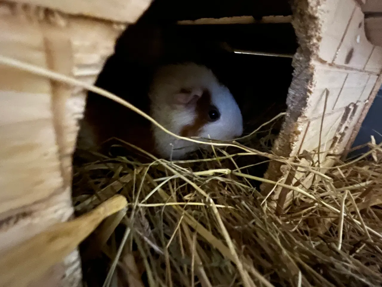 Billede 7 - Tamme marsvin søger hyggemor