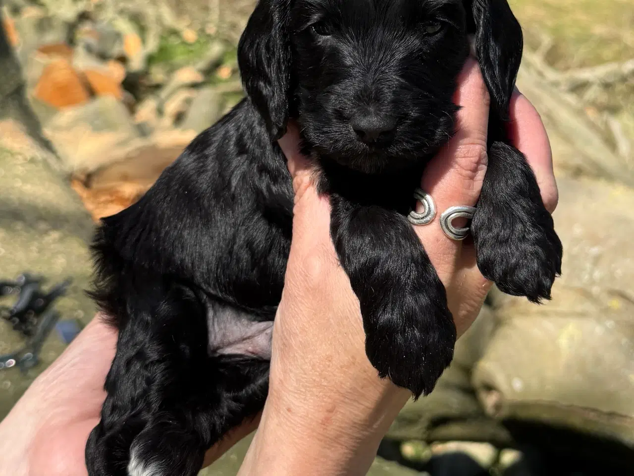 Billede 7 - Cockerdoodle eller Cockapoo. 3 tæver tilbage. 