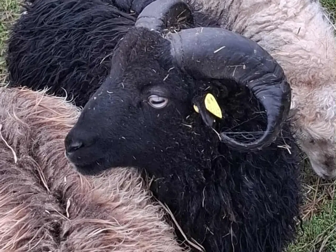 Billede 1 - Skøn Ouessant vædder