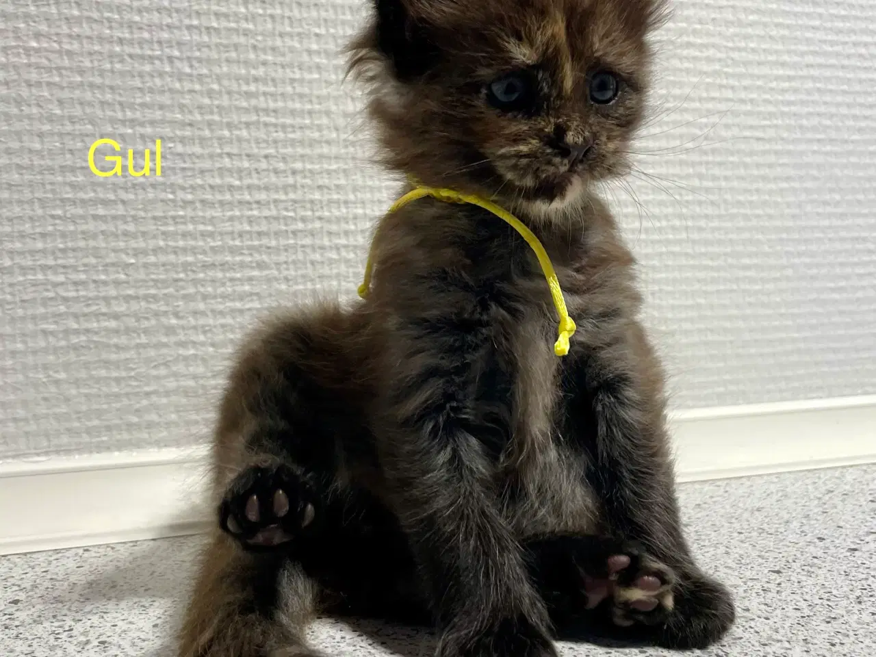 Billede 5 - Maine Coon Killinger