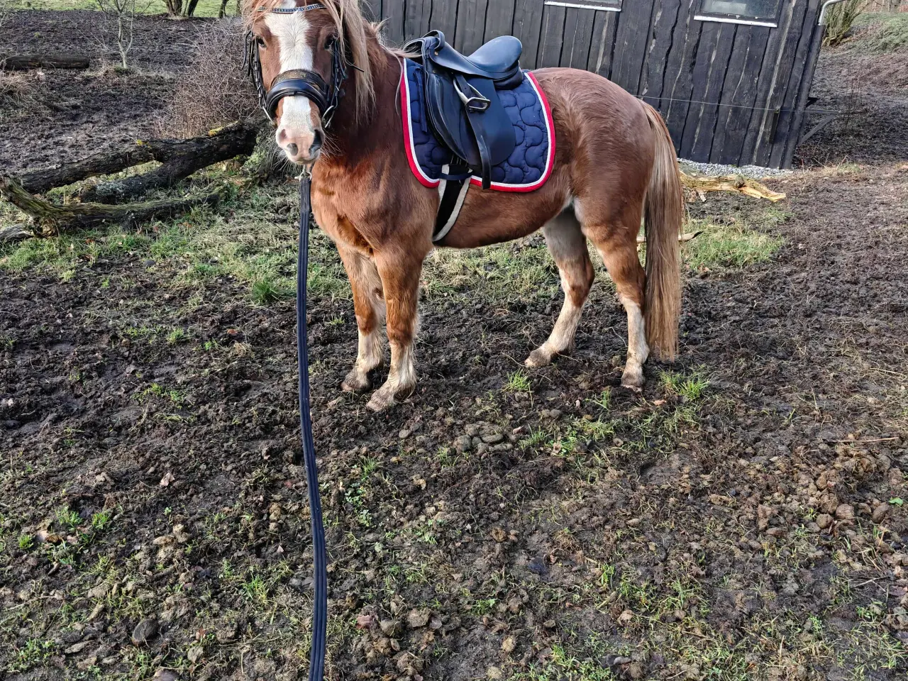 Billede 1 - Welsh Pony vallak 