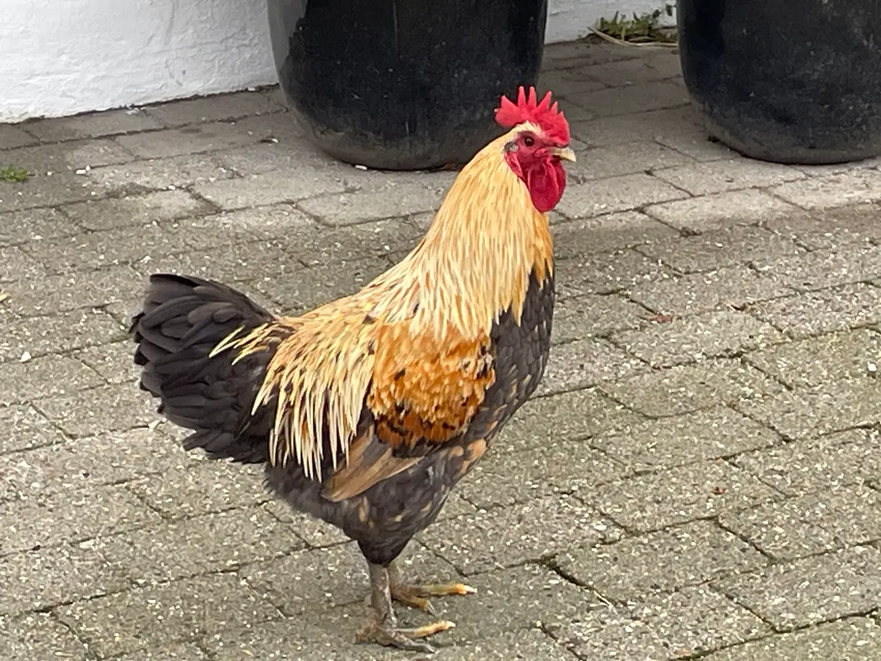 Billede 1 - Flotte haner - 8 mdr gamle